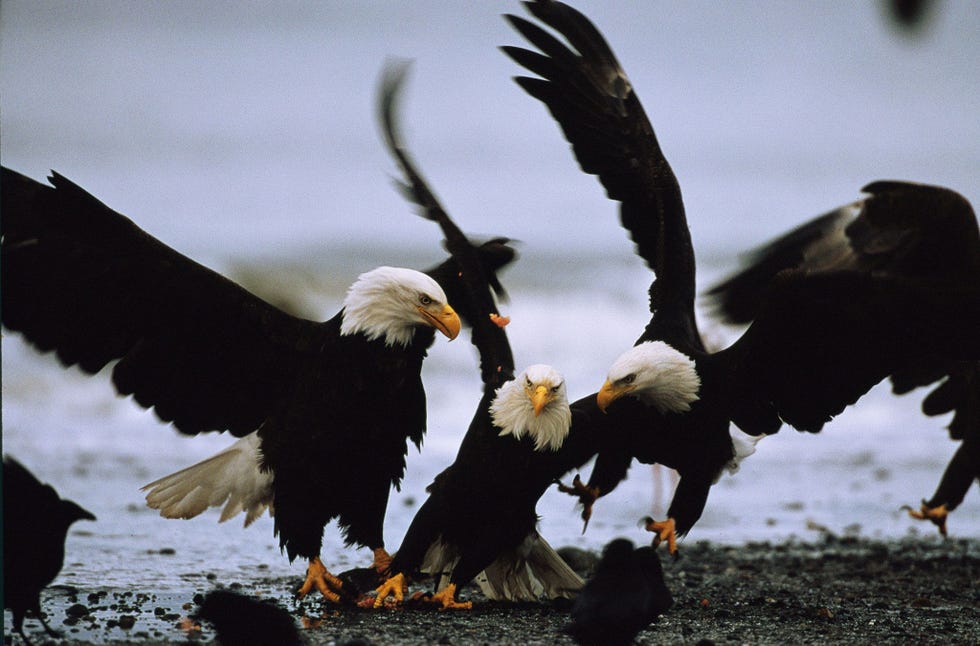 Nadat DDT was verboden en wetten waren aangenomen om de habitat van de Amerikaanse zeearend te beschermen konden de roofvogels in 1995 van de lijst van met uitsterving bedreigde diersoorten worden gehaald Met naar schatting 10000 broedparen in het wild had de soort in 2007 geen enkele officile bescherming meer nodig