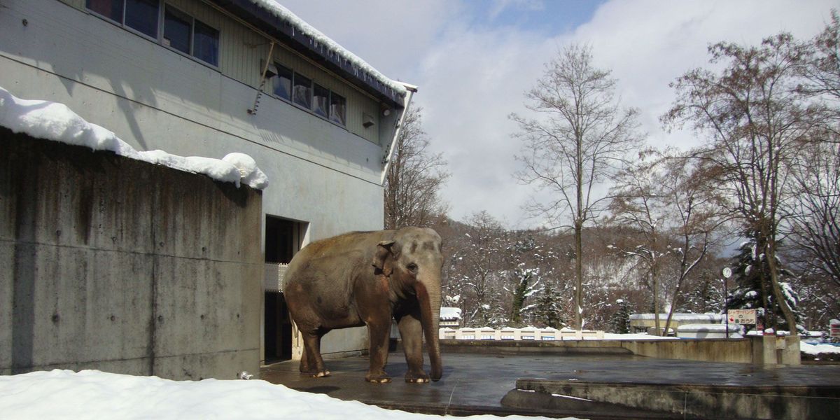 Fuko leeft al negen jaar alleen in haar verblijf in de Chausuyamadierentuin van Nagano