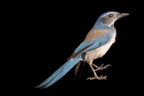 De Floridastruikgaai Aphelocoma coerulescens oocleptica in de Tracy Aviary in Salt Lake City