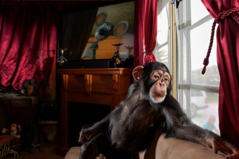 Pamela Rosaire Zoppe een dierentrainster uit Florida kocht Chance van zijn vorige eigenaren die hem niet langer konden houden Hij treedt nu op in Hollywoodfilms Chimpansees zijn zo intelligent dat ze zich gaan vervelen stelt ze