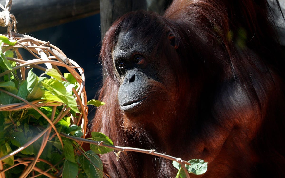 Sandra de orangoetan hier op een foto die in september vorig jaar werd gemaakt in de dierentuin van Buenos Aires woont nu in het dierenopvangcentrum Center for Great Apes in Florida Een video waarop was te zien hoe ze met haar handen in zeepsop spetterde maakte vorige week furore op sociale media Gebruikers beweerden dat de mensaap het handen wassen had afgekeken van haar verzorgers die de handeling vanwege de coronaviruspandemie extra vaak uitvoerden Dat was niet waar want de video was opgenomen in november 2019 ruim voordat het nieuwe coronavirus werd ontdekt