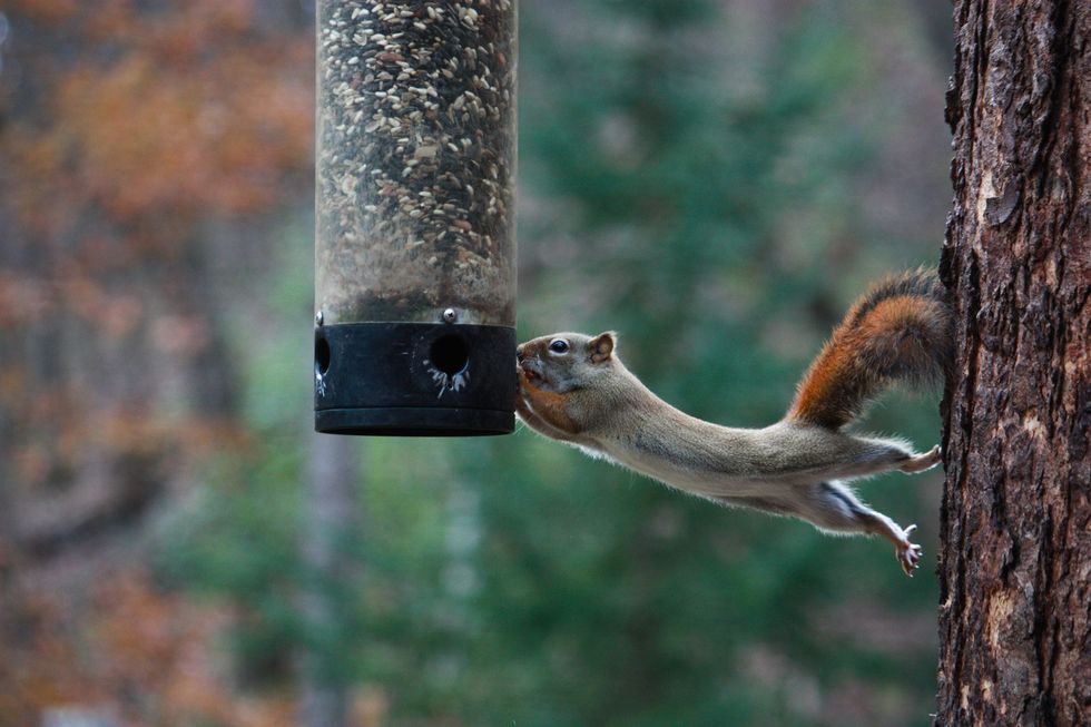 Vogelvoer kan eekhoorns en andere ongewenste dieren aantrekken