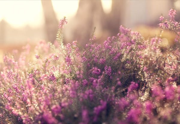 Lavender, Flower, Purple, Pink, Violet, Plant, Spring, heather, Lilac, Sunlight, 