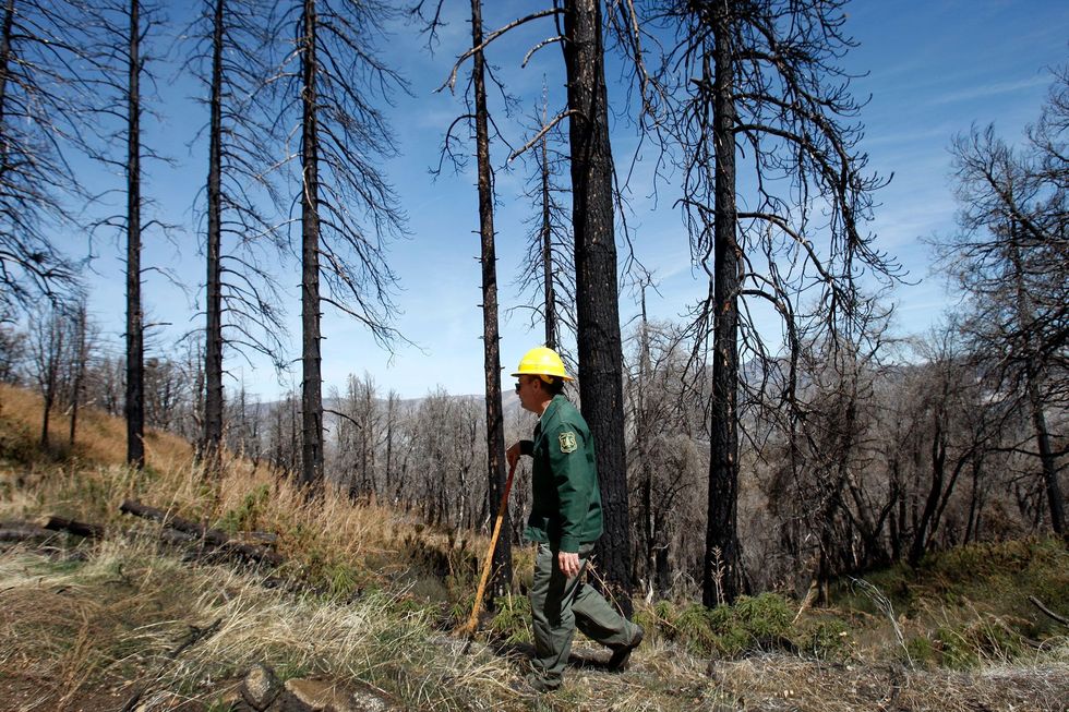 Te midden van verbrande bomen in de Barley Flats in het Angeles National Forest inspecteert Steve Bear hoofd van het herbebossingsprogramma van de US Forest Service voor het gebied waar het grote Station Fire heeft gewoed zaailingen van Ponderosadennen die in het gebied zijn aangeplant