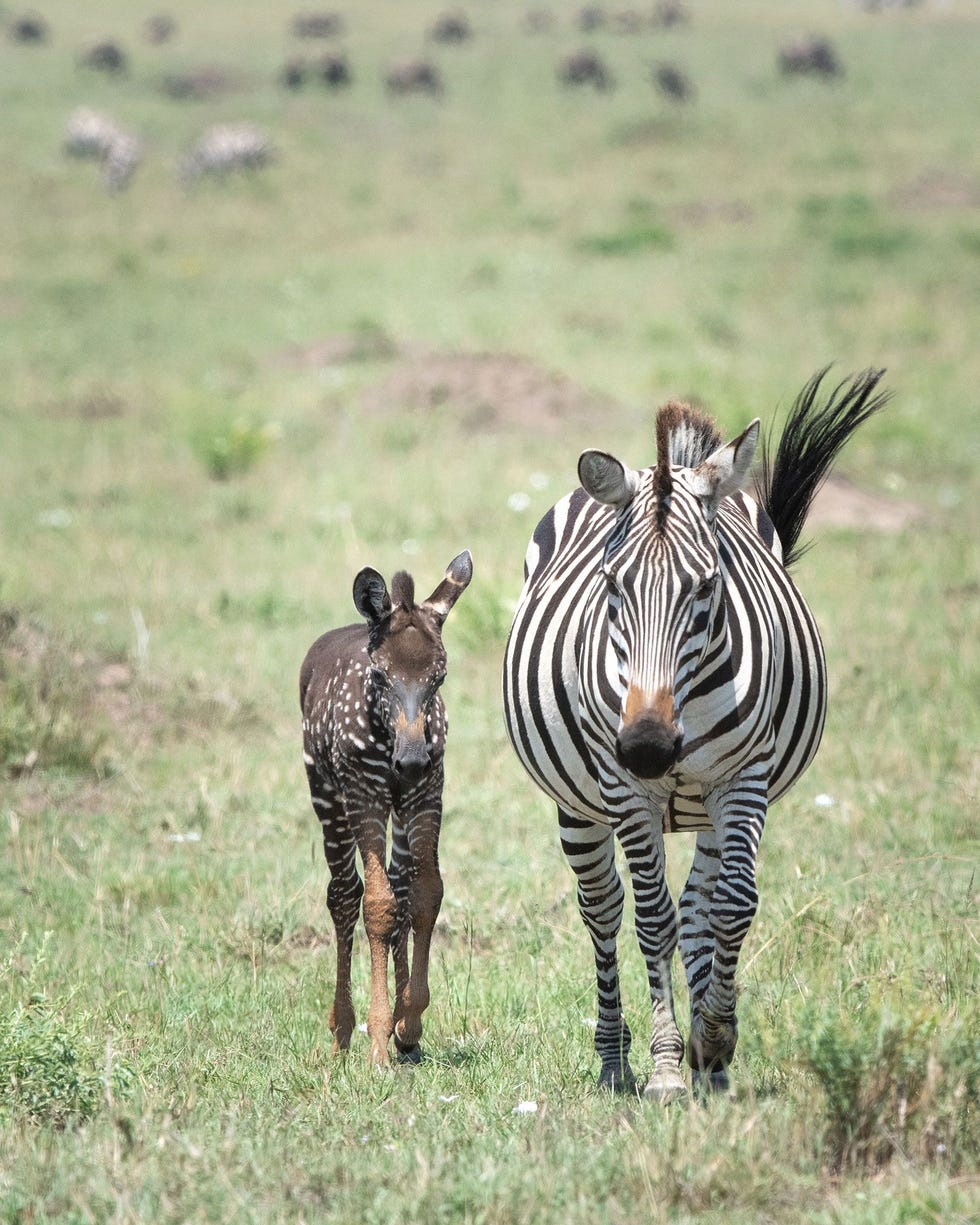 Op een recente foto is te zien dat Tira en zijn moeder door het Maasai Mara National Reserve in Kenia lopen