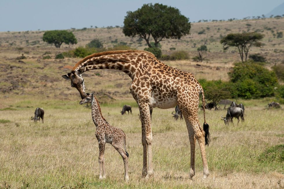 Onderzoekers die keken naar de patronen van vlekken van giraffen constateerden dat moeders eigenschappen als rondheid en kronkeligheid van de buitenrand van een vlek aan hun nakomelingen doorgeven