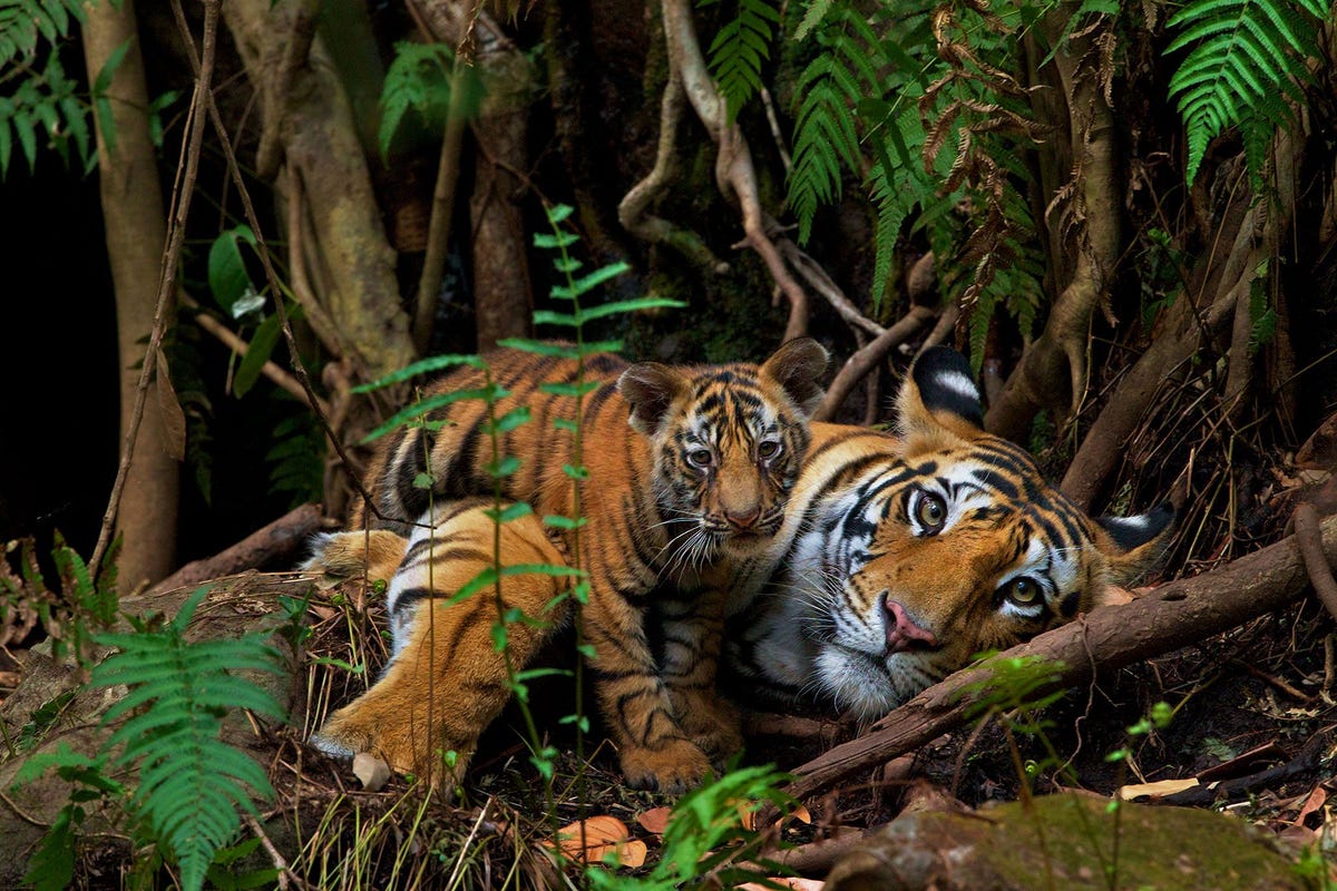 A mother rests with her twomonthold in Bandhavgarh National Park wherecontrary to the global trendmanagers have built up tiger numbers Compensation for loss of life caused by cats outside the park gives villagers some consolation