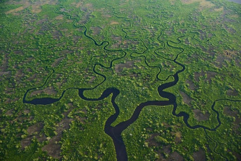 Door de stijging van de zeespiegel worden de Everglades in Florida bedreigd door binnentrekkend zeewater Inheemse planten en dieren hebben moeite zich aan het veranderende milieu aan te passen