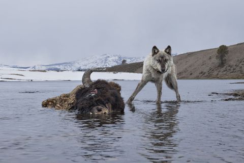 WOLFDeze wolf Canis lupus werd met behulp van een cameraval betrapt bij het eten van het karkas van een verdronken bizon in het Yellowstone National Park Als gevolg van de intensieve jacht werd de wolf in de hele VS behalve Alaska vrijwel uitgeroeid Dankzij een herintroductieprogramma in de jaren negentig hebben sommige populaties zich sindsdien weer enigszins hersteld