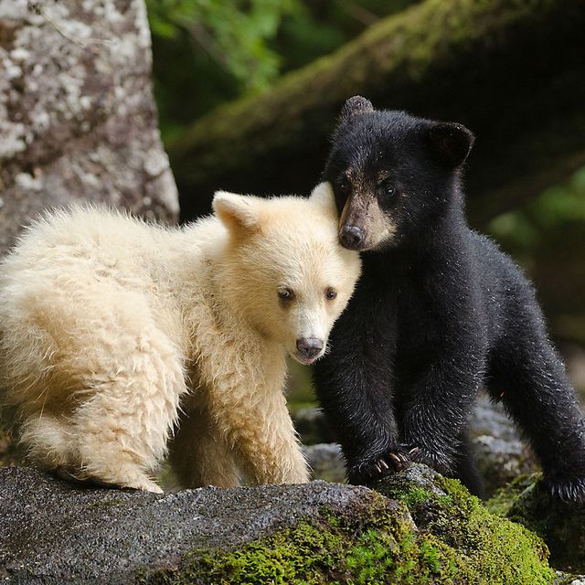 Twee spirit bearwelpen spelen met elkaar De indianen van de Canadese westkust hebben het bestaan van de witte beren jarenlang geheim gehouden De stamoudsten vreesden dat de beren anders het slachtoffer van trofeen en pelsjagers zouden worden