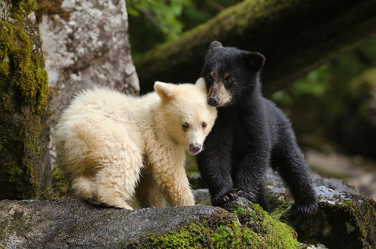 Twee spirit bearwelpen spelen met elkaar De indianen van de Canadese westkust hebben het bestaan van de witte beren jarenlang geheim gehouden De stamoudsten vreesden dat de beren anders het slachtoffer van trofeen en pelsjagers zouden worden