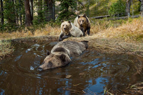 Op een met een cameraval gemaakte opname zijn grizzlyberen te zien die zich vermaken bij een drinkplaats