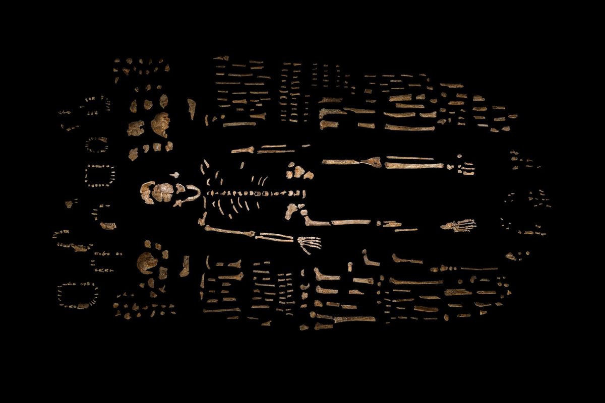 Een samengesteld skelet van Homo Naledi wordt omringd door enkele van de honderden andere overblijfselen die werden gevonden in de grot