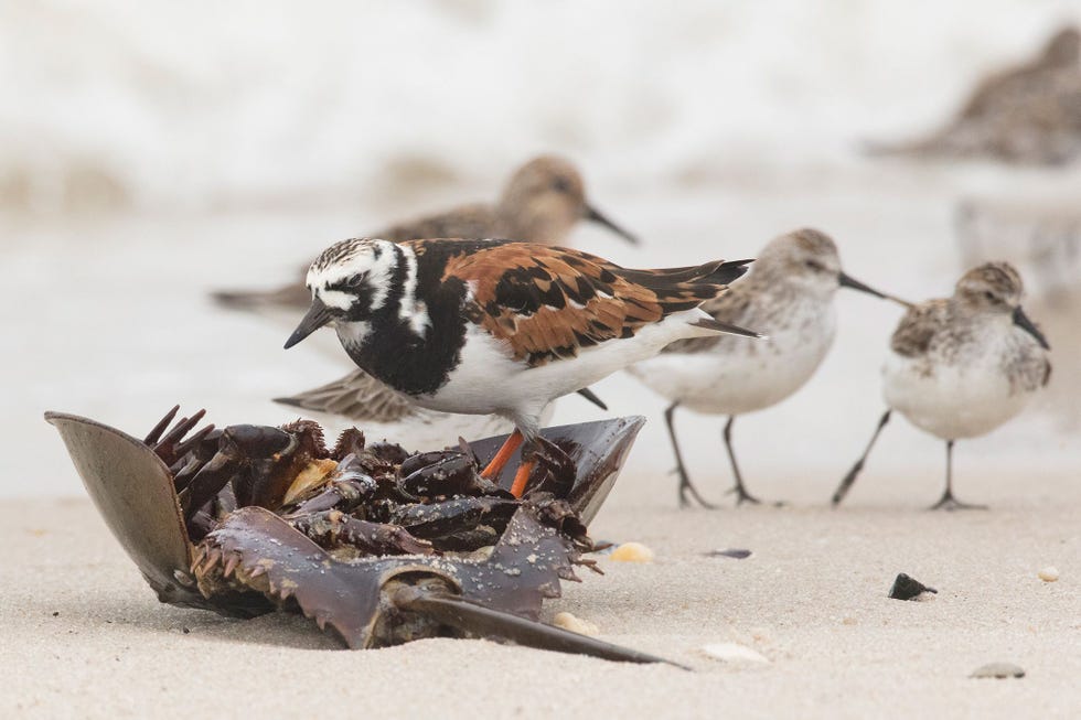 In de Delaware Bay in New Jersey doet een steenloper zich tegoed aan een Atlantische degenkrab De geleedpotigen zijn een belangrijke voedselbron voor steenlopers en andere trekvogels