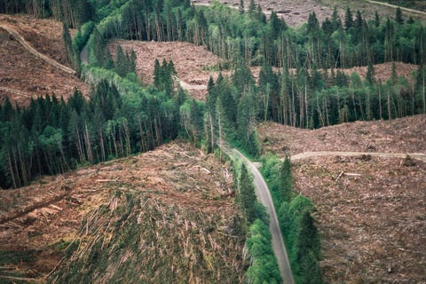 https://www.nationalgeographic.com/content/dam/science/2020/04/21/human-journey-steinmetz/02-human-journey-steinmetz.jpg In de buurt van Port Angeles in de staat Washington hebben houthakkers smalle boomschermen laten staan om grote stukken gekapt bos aan het zicht te onttrekken Wetenschappers discussiren nog over de vraag welke invloed deze vorm van commercile houtkap op het klimaat heeft door herbebossing zou er uiteindelijk net zoveel kooldioxide worden opgenomen als er oorspronkelijk bij de houtkap was vrijgekomen Maar de grote schade die aan de plaatselijke biodiversiteit wordt toegebracht is onomstreden