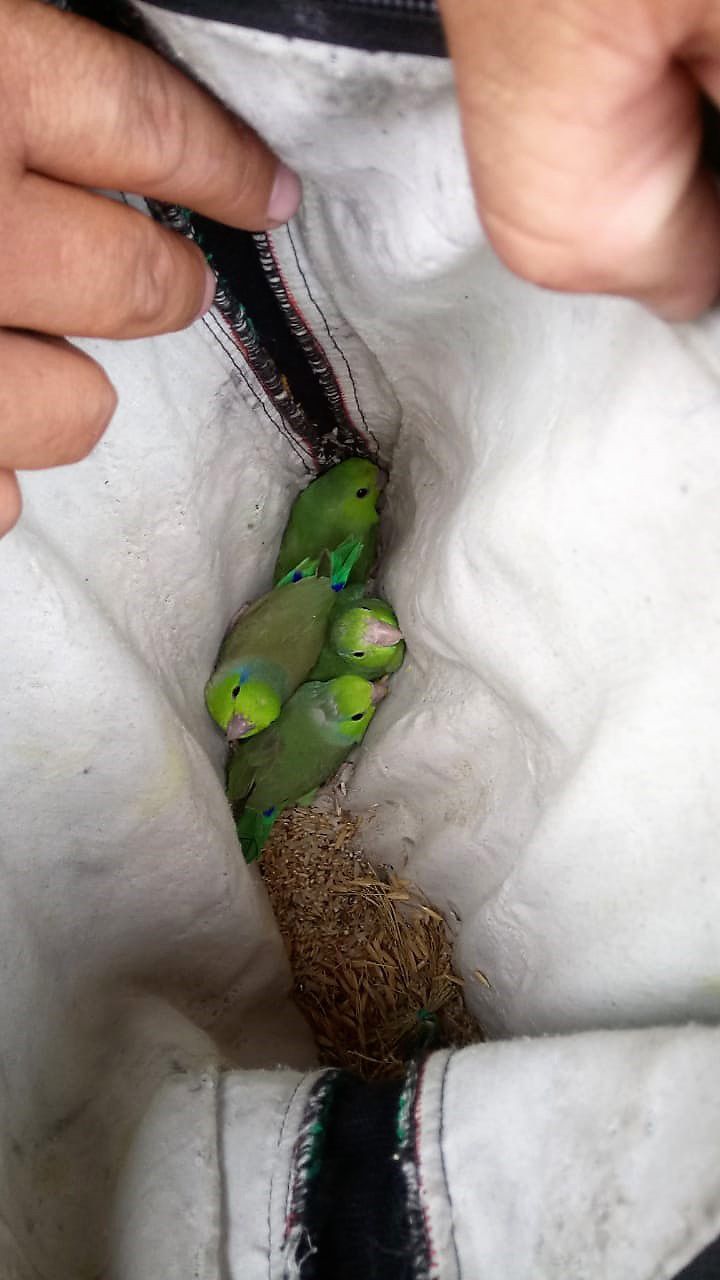 Ook ruim 4300 vogels werden in beslag genomen waaronder deze parkieten die werden ontdekt door de Ecuadoraanse milieupolitie