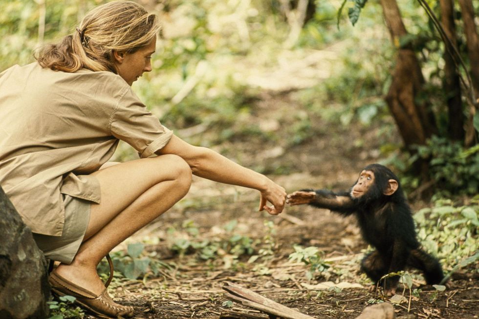 Een jonge chimpansee genaamd Flint steekt zijn armpje uit naar ethologe Jane Goodall Nadat Jane zich in het Gombe Stream National Park had genstalleerd was Flint de eerste zuigeling die er werd geboren