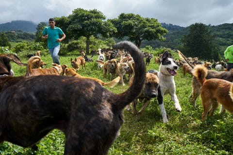 Onder toeziend oog van Alex een opziener van de boerderij rennen honden opgewonden over een heuvel achter het hoofdgebouw