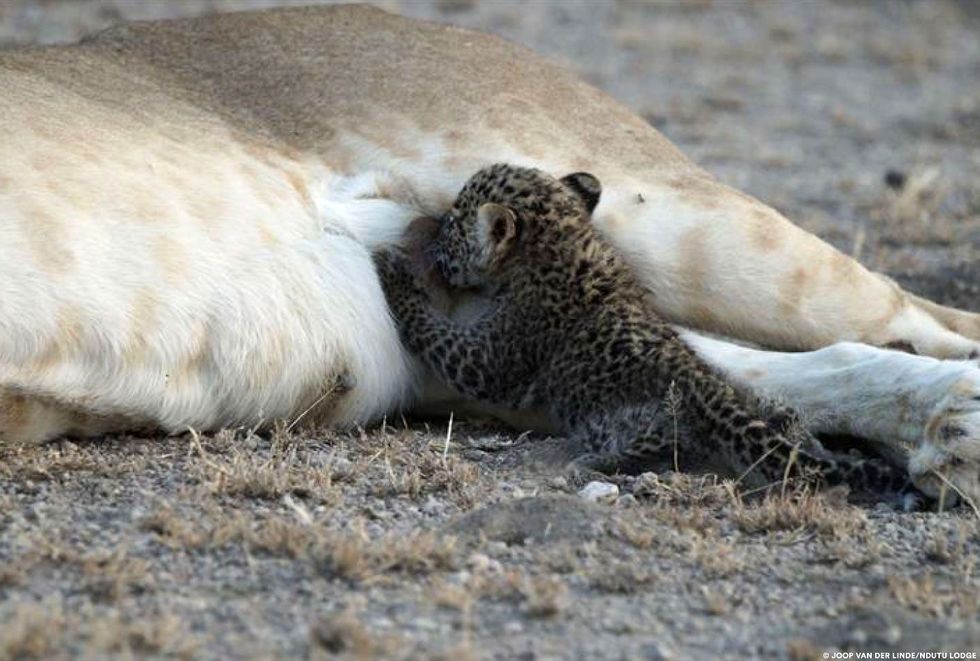 Mogelijk nam het moederinstinct van de leeuwin het over van het gebruikelijke instinct om een luipaardjong te doden