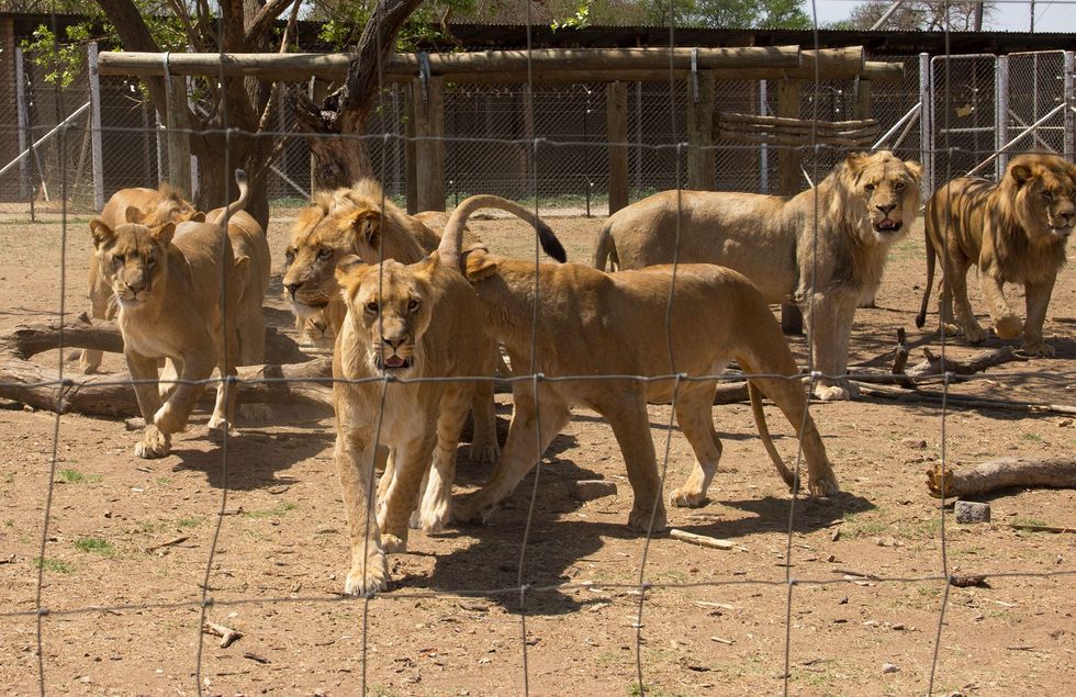 Op een niet nader aangeduide leeuwenfokkerij in ZuidAfrika worden leeuwen in kooien gehouden In dit land leven circa achtduizend leeuwen in gevangenschap