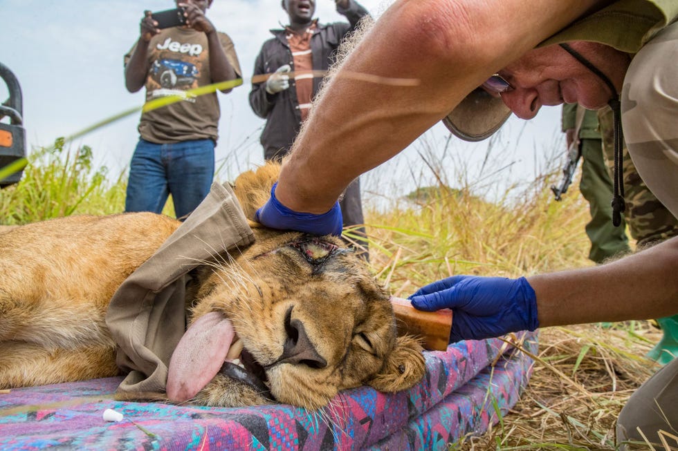 Ludwig Siefert van het Uganda Carnivore Program behandelt Naturinda een leeuwin die in het Queen Elizabeth National Park in Oeganda door een strik werd verwond Hij gaf haar antibiotica en besproeide de wond met ontsmettingsmiddelen
