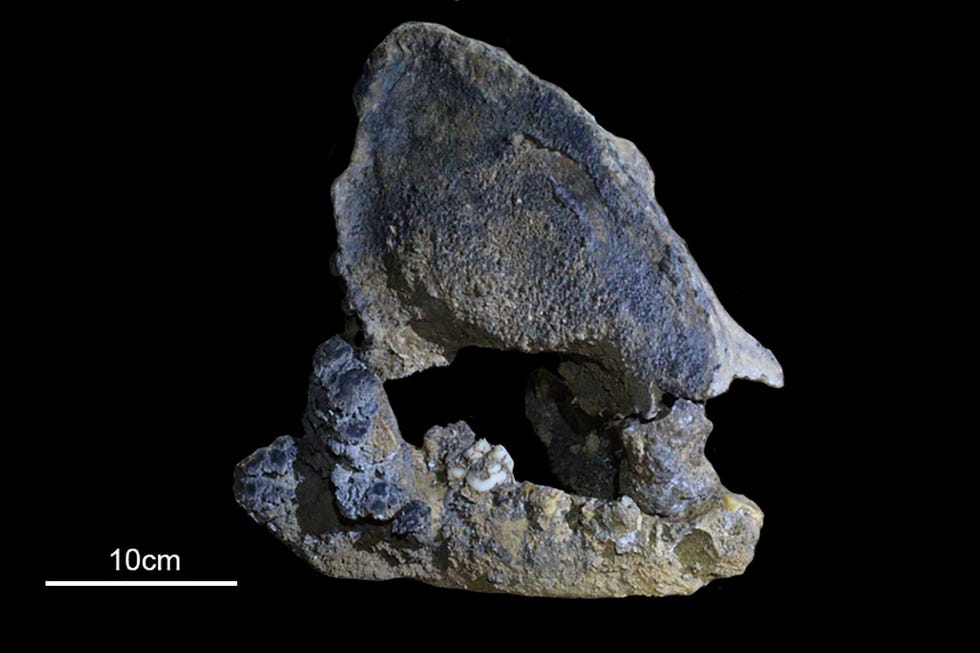Dit gefossiliseerde kaakbeen is afkomstig van een voorouder van de reuzenpanda die 22000 jaar geleden leefde