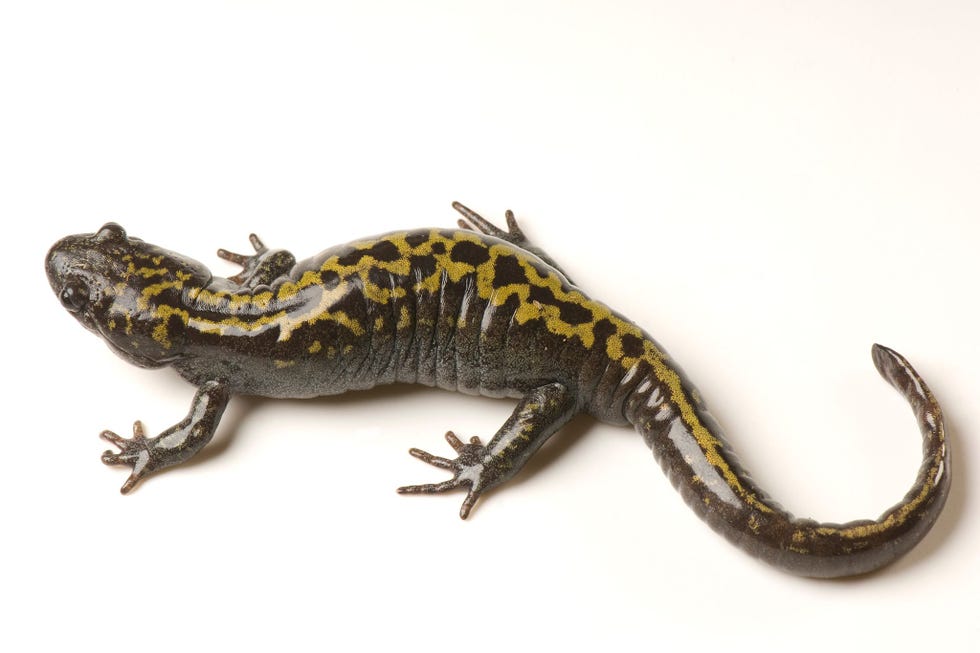Het proces waarbij dieren onder druk van hun omgeving een gedaanteverwisseling ondergaan wordt fenotypische plasticiteit genoemd Langteensalamanders doen dat alleen gedurende hun larvale fase Wanneer ze eenmaal zijn volgroeid zoals het exemplaar op de foto zijn dit soort aanpassingen niet meer mogelijk