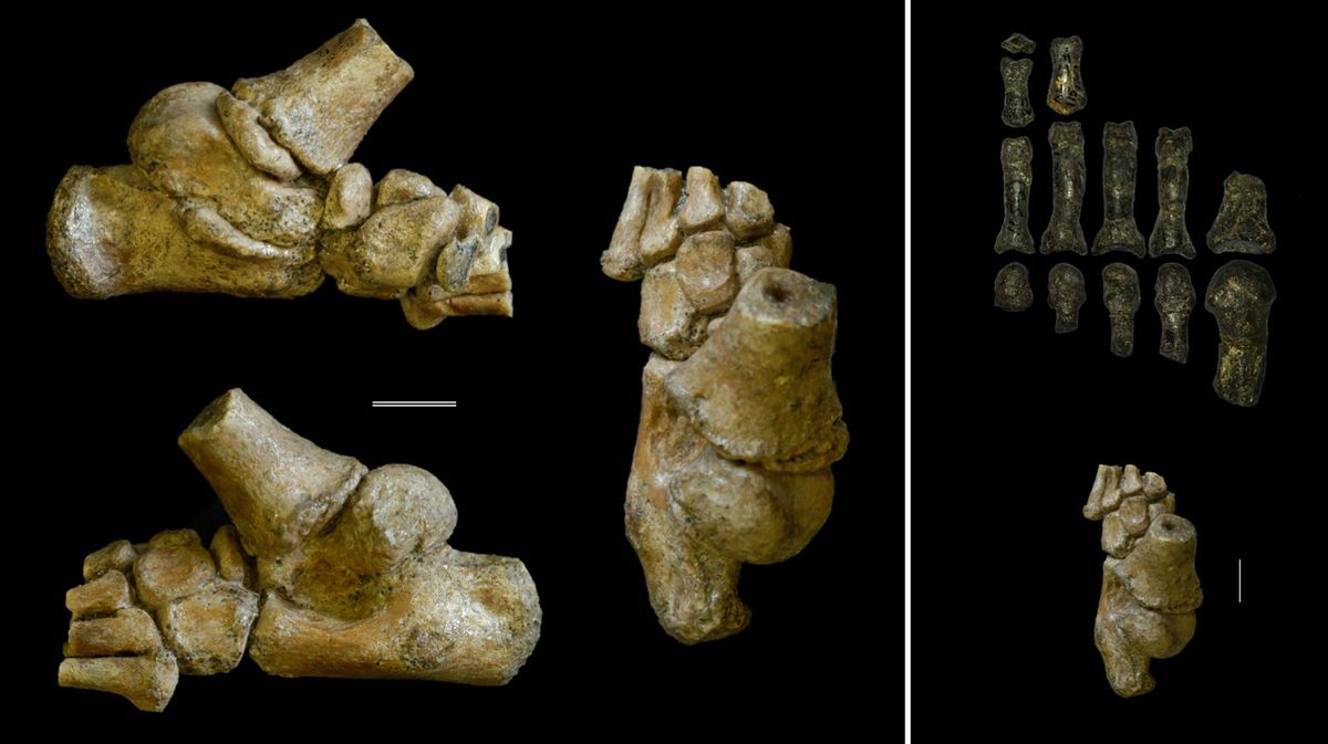 Linkerblok de 332 miljoen jaar oude voet van een peuter van de soort Australopithecus afarensis gezien vanuit verschillende gezichtspunten Rechterblok vergelijking tussen het kindervoetje onder met de gefossiliseerde resten van een voet van een volwassen Australopithecus boven