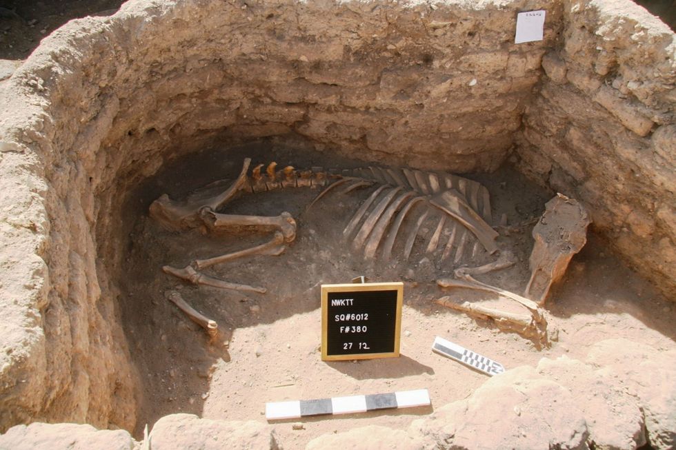 In een ruimte in de stad werden twee bijzondere graven gevonden van een koe of een stier Er wordt momenteel onderzoek gedaan naar de aard en het doel van deze diergraven