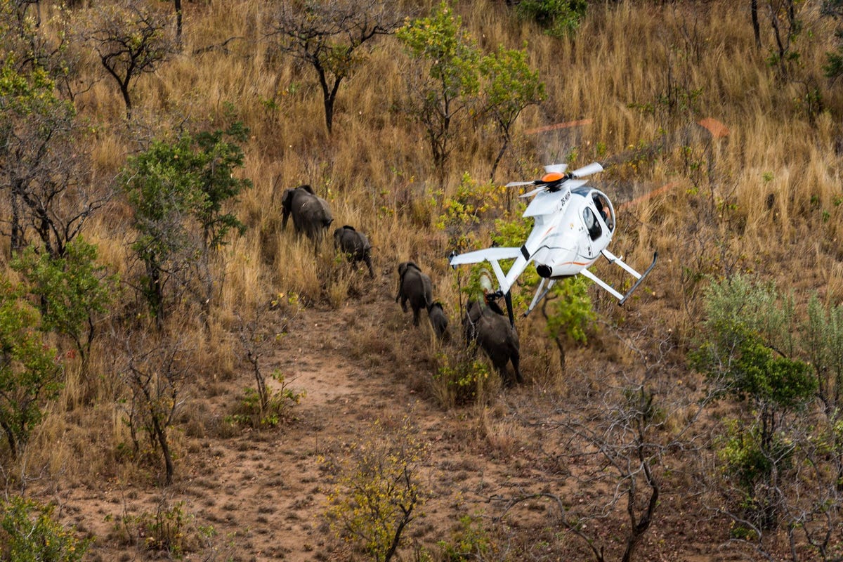 Olifanten worden door een dierenarts vanuit een helikopter met een pijl verdoofd Het duurt maar vier minuten voordat het verdovingsmiddel dat duizend keer sterker is dan opium effect heeft Het team moet ervoor zorgen dat de olifanten omvallen in een omgeving die zo leeg en vlak mogelijk is