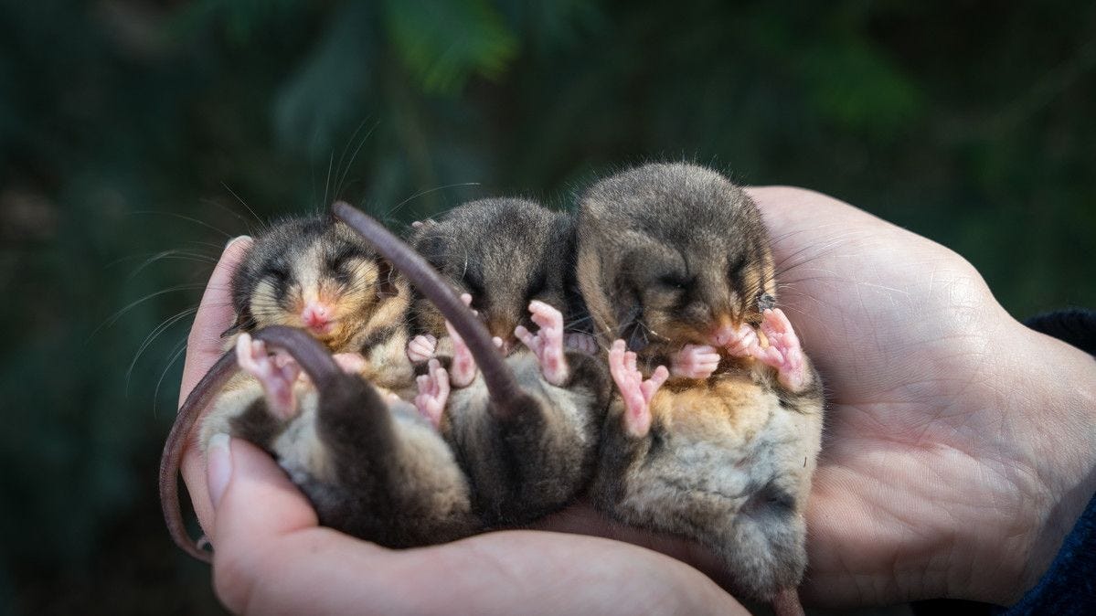 In het voorjaar warmen verzorgers van een dierentuin in Australi enkele mannetjes van de Australische dwergbuidelmuis op om ze uit hun winterslaap te laten ontwaken