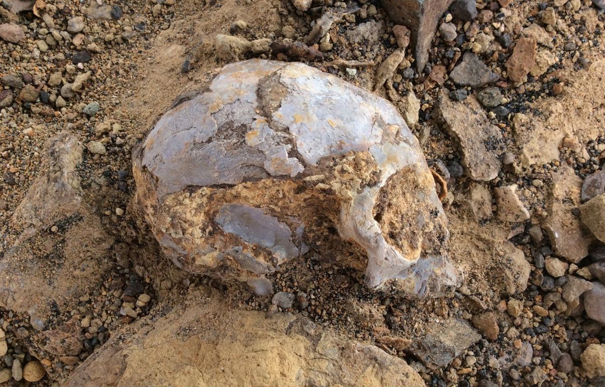 De schedel van N alesi nadat hij was opgegraven en met tandenstokers en kwastjes zorgvuldig was vrijgemaakt van los zand en steengruis