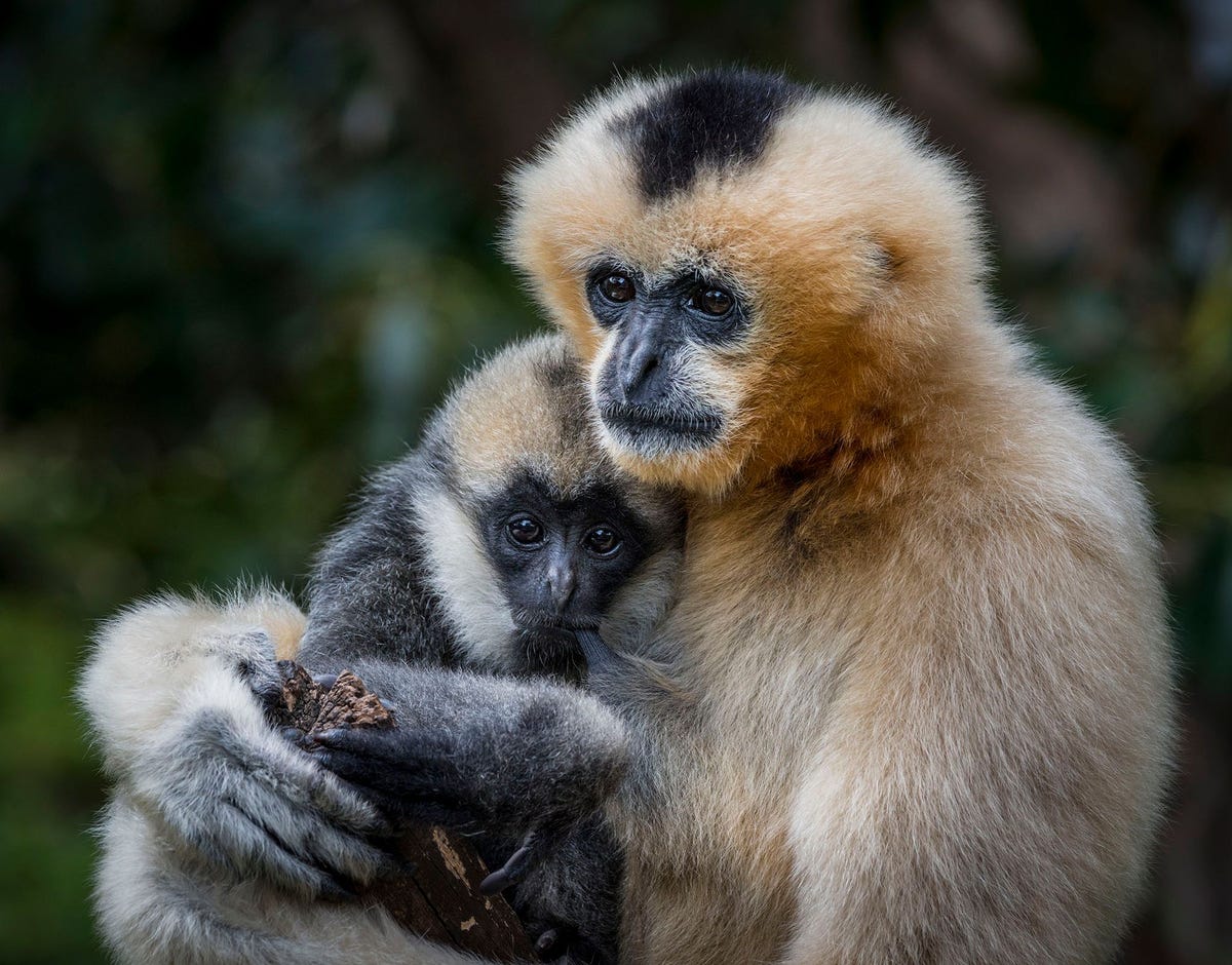 Een witwanggibbonmoeder houdt haar opgroeiende dochter in de armen