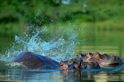 De oorspronkelijke vier nijlpaarden van Escobar hebben een kudde van meerdere tientallen dieren voortgebracht De dieren zijn geliefd bij de plaatselijke bevolking en bij toeristen