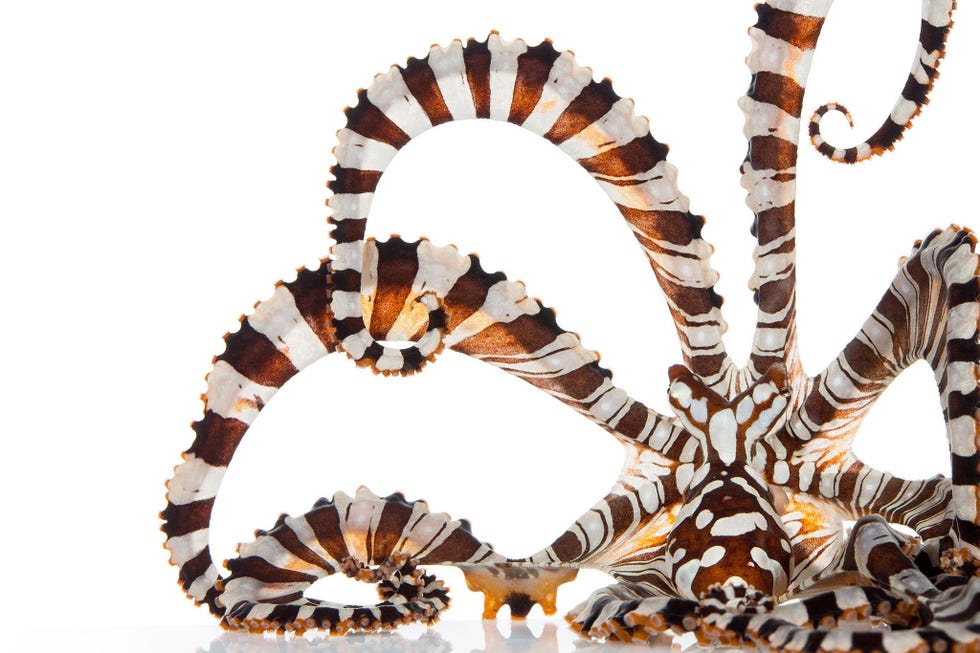De Wunderpus photogenicus is in de jaren 1980 ontdekt Er is weinig bekend over het gedrag van deze mysterieuze wezens