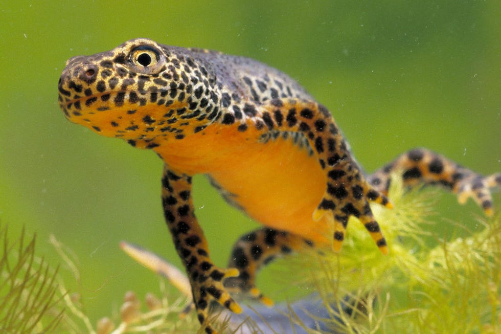 Deze mannelijke alpenwatersalamander Ichthyosaura alpestris heeft een volledige metamorfose ondergaan en kan aan zijn leven aan land beginnen