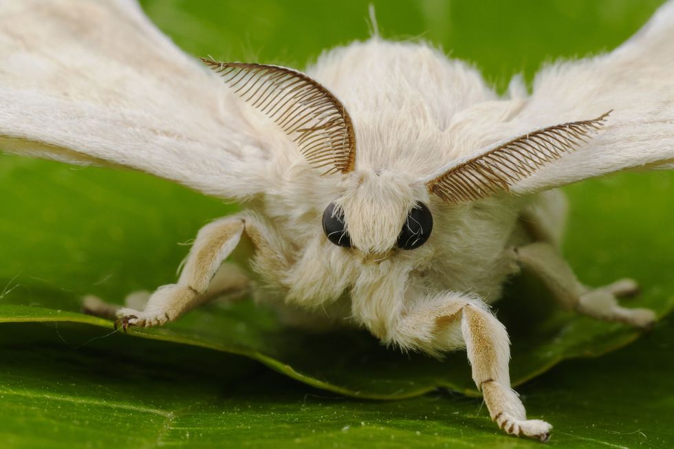De receptoren op de antennes van mannelijke zijdevlinder kunnen de feromonen van vrouwtjes oppikken