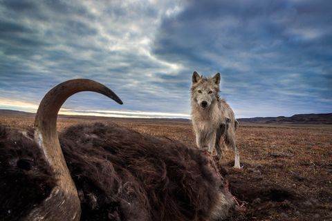 Een poolwolf staat bij een dode muskusos zijn belangrijkste prooidier De muskusos werd gedood door een ander roofdier en werd bijna geheel intact achtergelaten De poolwolf komt van oorsprong voor op de meest noordelijke eilanden van Nunavut