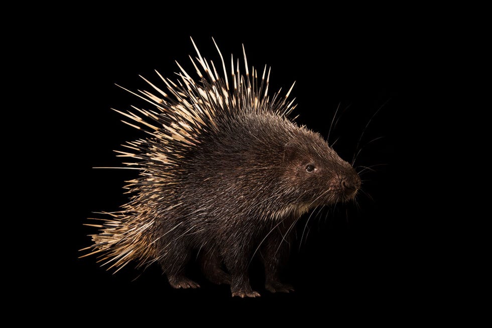 Het Maleis stekelvarken op de foto het Filipijnse stekelvarken en het kwaststaartstekelvarken worden beschouwd als kwetsbaar voor uitsterving Hun populaties nemen af mede door de jacht op bezoars