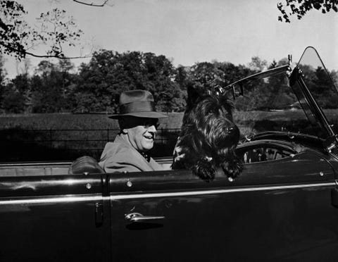 Met zijn hond Fala naast zich rijdt president Franklin D Roosevelt door Hyde Park in New York