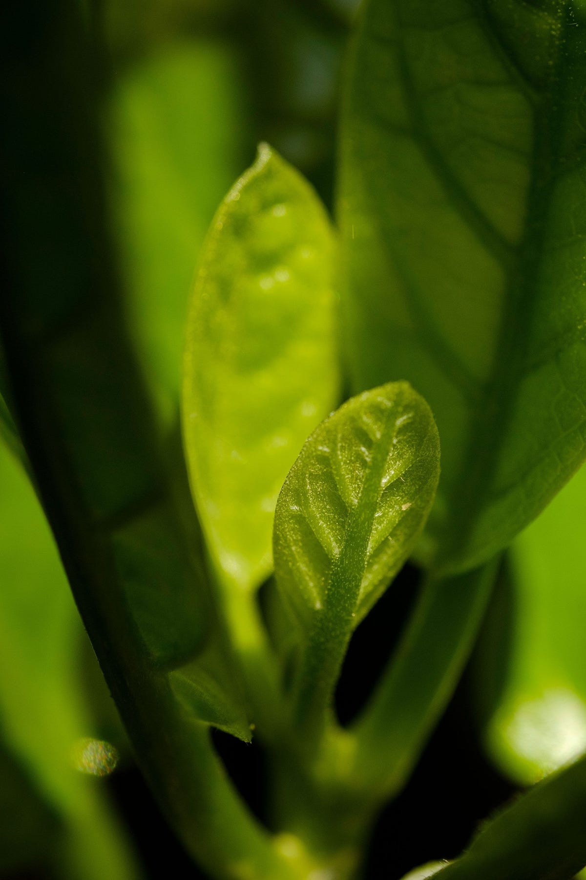 Deze glanzende groene bladeren worden door honderden geteelde kaikmakobomen op het vasteland van NieuwZeeland voortgebracht De bomen van nu stammen allemaal af van het enige bekende exemplaar dat in het wild groeit op een eilandje genaamd Manawatwhi
