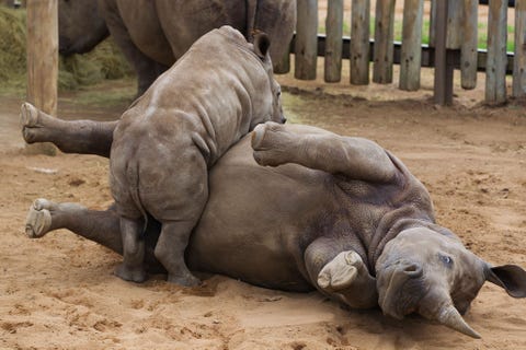 http://www.nationalgeographic.com/content/dam/photography/PROOF/2017/September/world-rhino-day-gallery/02-rhino-day-NationalGeographic_1455189.jpg In een omheining in een wildpark in de ZuidAfrikaanse provincie KwaZoeloeNatal stoeit een wit neushoornkalf met een jonge neushoorn
