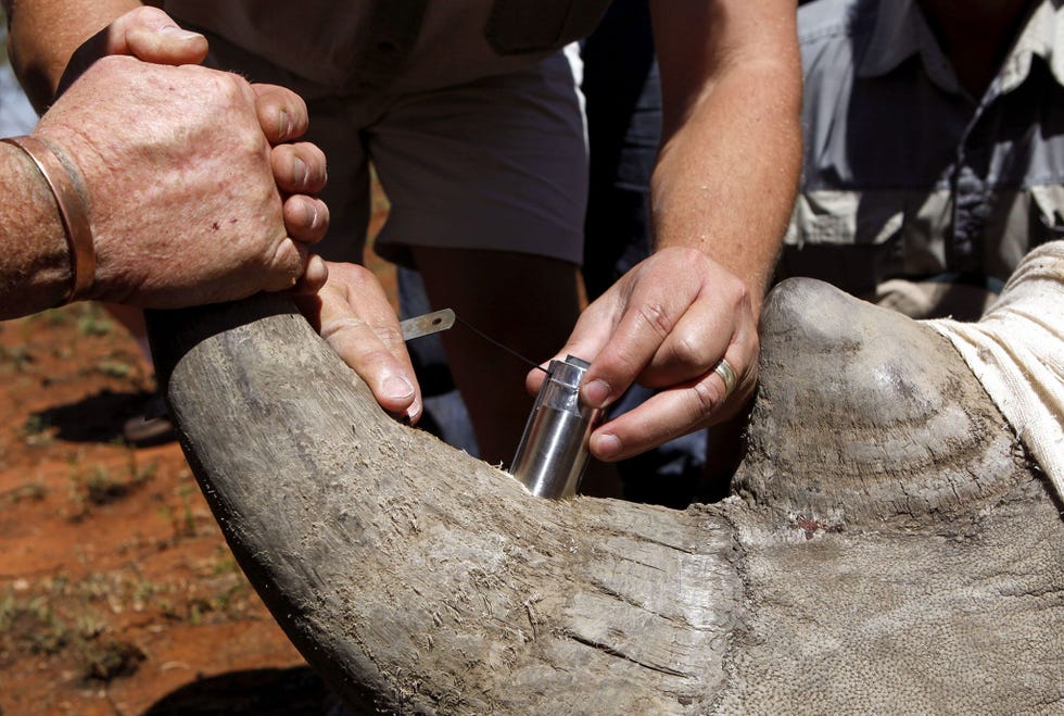 Rangers in ZuidAfrika steken een GPS chip in de hoorn van een neushoorn