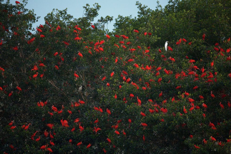 Rode ibissen broeden in kolonies waarbij ze zich met duizenden tegelijk verzamelen in de toppen van mangrovebomen na op moerasvlakten te hebben gefoerageerd Toeristen uit de hele wereld komen naar Trinidads Caronimoeras om de vuurrode vogels tegen het vallen van de avond naar hun roestplaatsen voor de nacht te zien vliegen