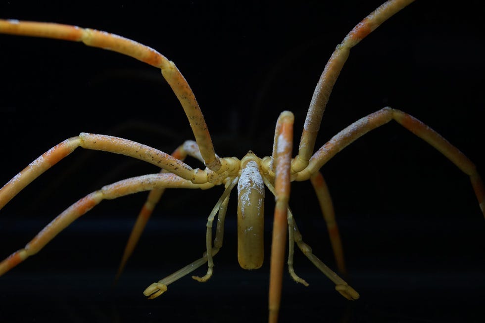 Op de poten en monddelen van deze zeespin Colossendeis australis een van de grootste soorten in de wateren rond de Zuidpool is de witte aanslag te zien waar mosdiertjes zich op zijn lijf hebben vastgezet De spin is groter dan een etensbord en heeft een pootwijdte van dertig centimeter Ook zichtbaar zijn twee speciale aanhangsels  ovigeren of eierdragers  met haakjes aan de uiteinden waarmee de mannetjes de eitjes dragen en waarmee beide seksen hun poten schoonhouden