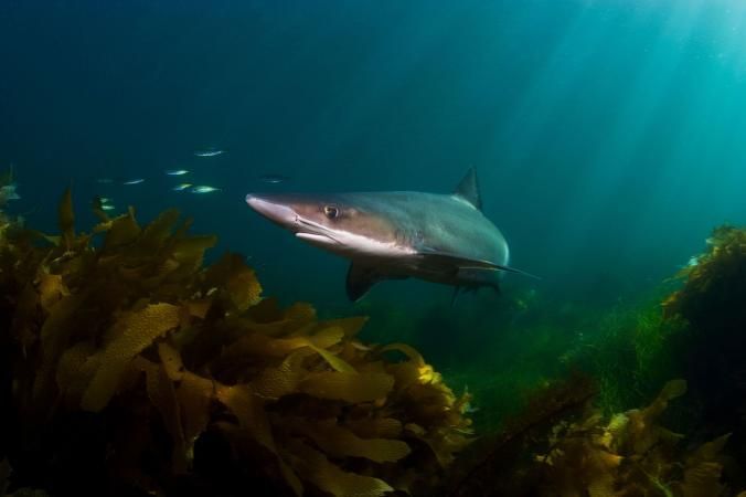 Op ruwe haaien wordt zowel vanwege hun vinnen als hun leverolie gevist Door overbevissing van deze langzaam groeiende haaien zijn de populaties overal ter wereld sterk gedaald