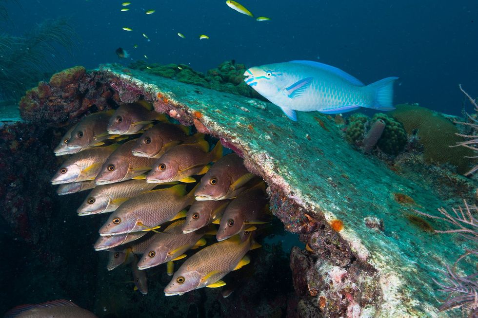 Vissen zwemmen door de resten van de Benwood een schip dat in 1942 voor de kust van Key Largo in Florida zonk Het wrak dient nu als kunstmatig rif
