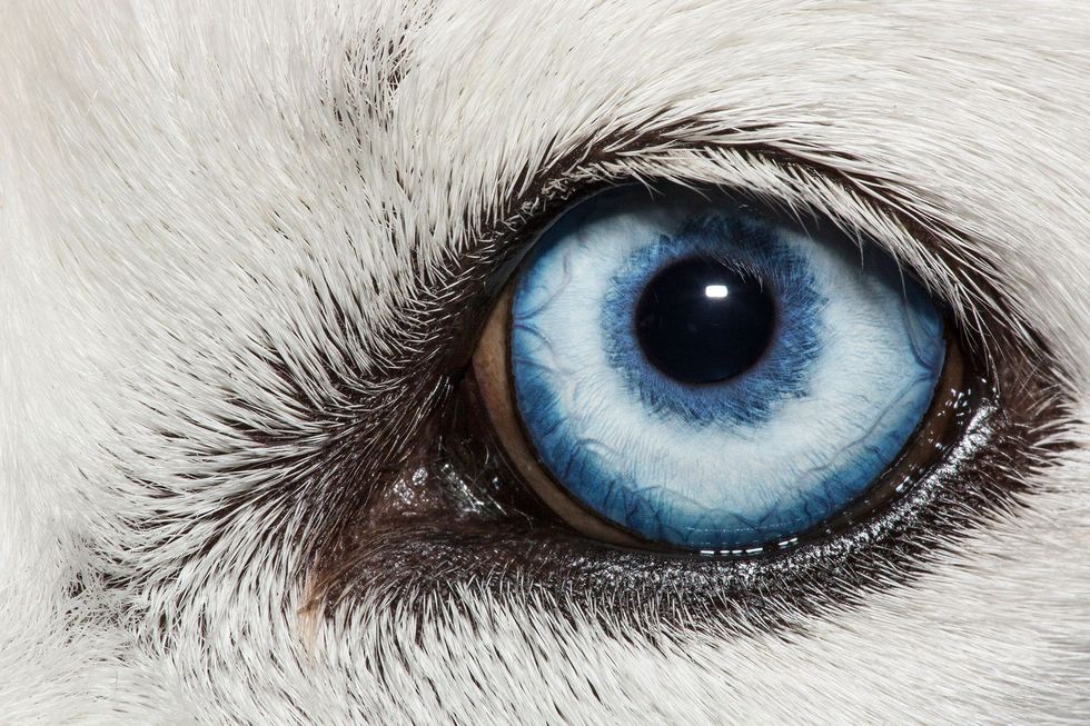 Het felblauwe oog van een witte Siberische poolhond Canis lupus familiaris