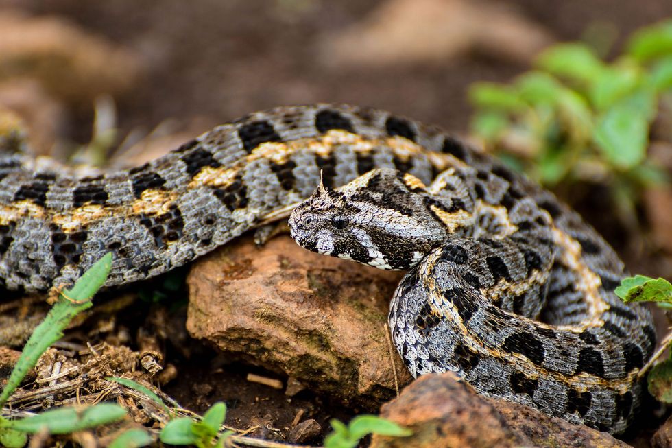 De Keniaanse pofadder Bitis worthingtoni is een kleine slang die inheems is in Kenia Vanwege zijn opvallende kenmerken is de soort geliefd bij buitenlandse verzamelaars hoornvormige uitsteeksels boven de ogen van de slang versterken bij sommigen in Kenia het idee dat slangen het kwaad belichamen