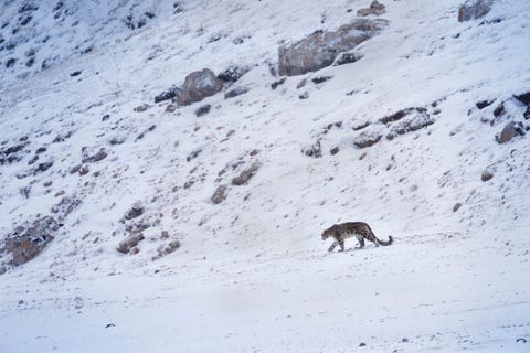 De grote kat zwerft door de bergen van de Chinese provincie Sichuan De allereerste keer dat hij de ogen van een sneeuwpanter zag staat voor altijd in mijn geheugen gegrift aldus Weingarten